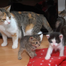 Bei steffi-hilft wartet diese Katzenfamilie auf ein vorübergehendes Zuhause.  (Foto: Barbara Zabka)