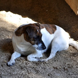 Wachhund