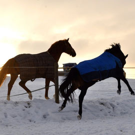 Pferde im Schnee