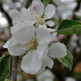 Frühling