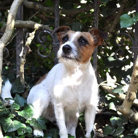Wachhund II