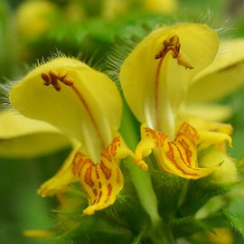 Gele dovenetel (subsp. galeobdolon)
