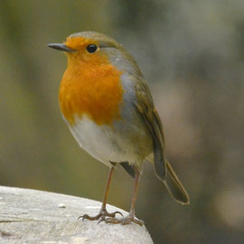 Roodborst