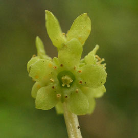 Muskuskruid