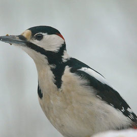 Grote bonte specht