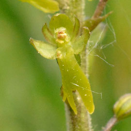 Grote keverorchis 