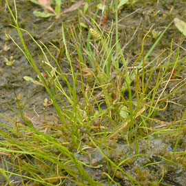 Pilvaren Pilularia globulifera
