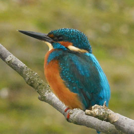 IJsvogel