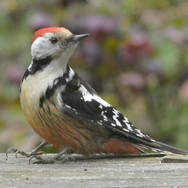 Middelste bonte specht