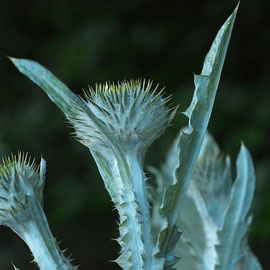 Wegdistel 