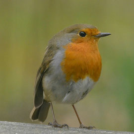 Roodborst