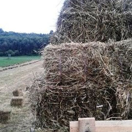 unser Kleegras-Heu - frisch gepresst - per Hand aufgeladen