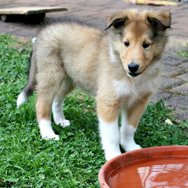 Balou