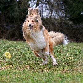 vorne Lennox, hinten Bailey