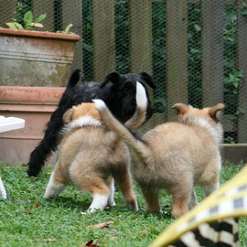 Nala hat die Truppe ganz schön aufgemischt :-)