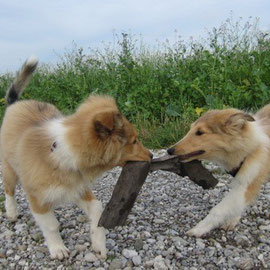 Das erste Wiedersehen mit seiner Schwester Bailey