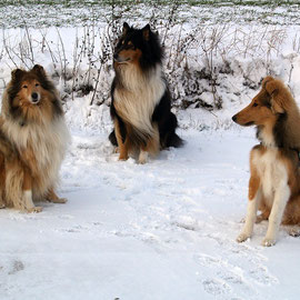 Jodie, Balou, Bjarki 