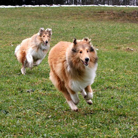 vorne Lennox, hinten Bailey