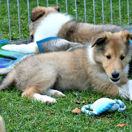 Balou, der Schelm
