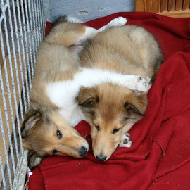 Bruderliebe: Li. Braydon mit re. Balou