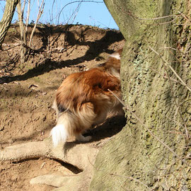 außen um den Baum ...