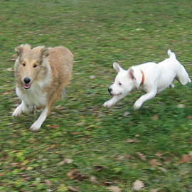 Lennox mit seiner Freundin "Keks"