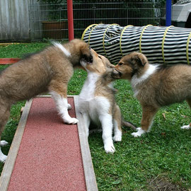 Das "teuflische" Geschwisterpaar Bjarki (früher Blaze) und Boots (Bree) mit Braydon :-)