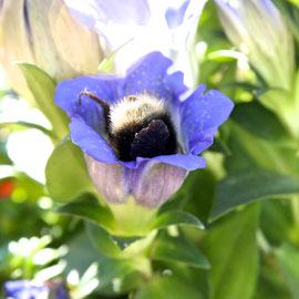 Fotografie, Hummel, Johanna Badorrek 