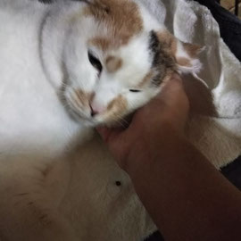 差し出した手に顔を押しつけてくるしゃしゃ美
