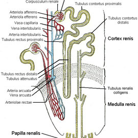 Nephron