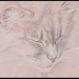 Katzenzeichnung,Tierzeichnung,Katzenportrait,Pastellzeichnung