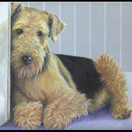 Hundezeichnung,Tierzeichnung,Hundeportrait,Farbstift Zeichnung