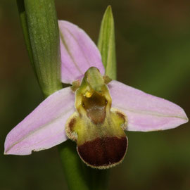 Ophrys apifera var.bicolore