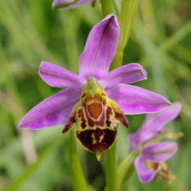 Ophrys apifera  var.friburgensis ( pétales supérieurs sépalisés )