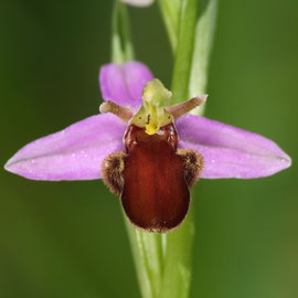 Ophrys apifera var. fulvofusca