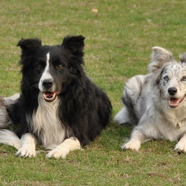 Familienfoto (vlnr: Blade, Chili (Anooc vom Weideland), Ash (LS Ashes to ashes), Velvet)