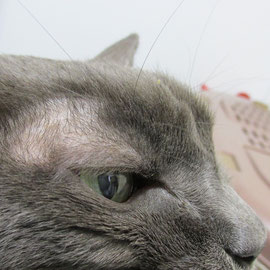 これは腫瘍 茅ヶ崎市 動物病院 Amateru