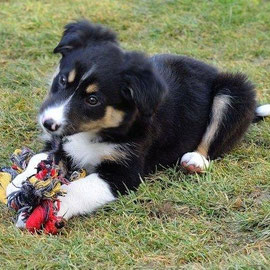Brax