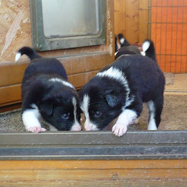Neo und Buma