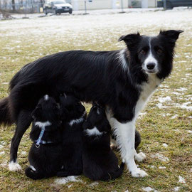 Die kleine Familie