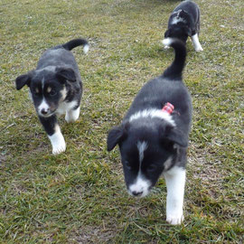 Brax und Birdy