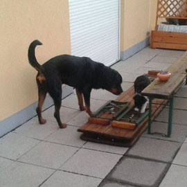 und hier mit Rottweiler Amboss