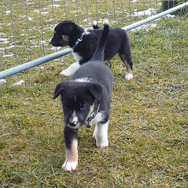 Brax und Batman