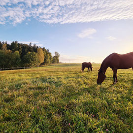 Auf der Weide