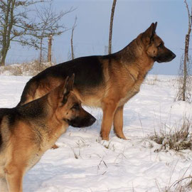 CHEYENNE au 1er plan et BALKAN en arrière plan