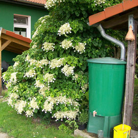 Kletterhortensie