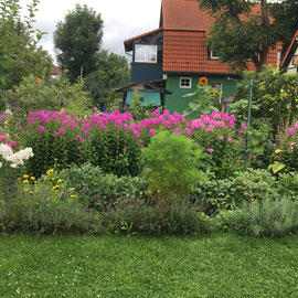 Phlox Anfang August