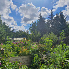 Garten im August