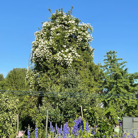 Birne mit Kletterrose Filipes Kiftsgate