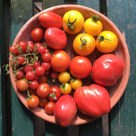 Tomatenernte Anfang August